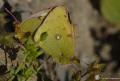 Colias crocea (Sarıazamet)